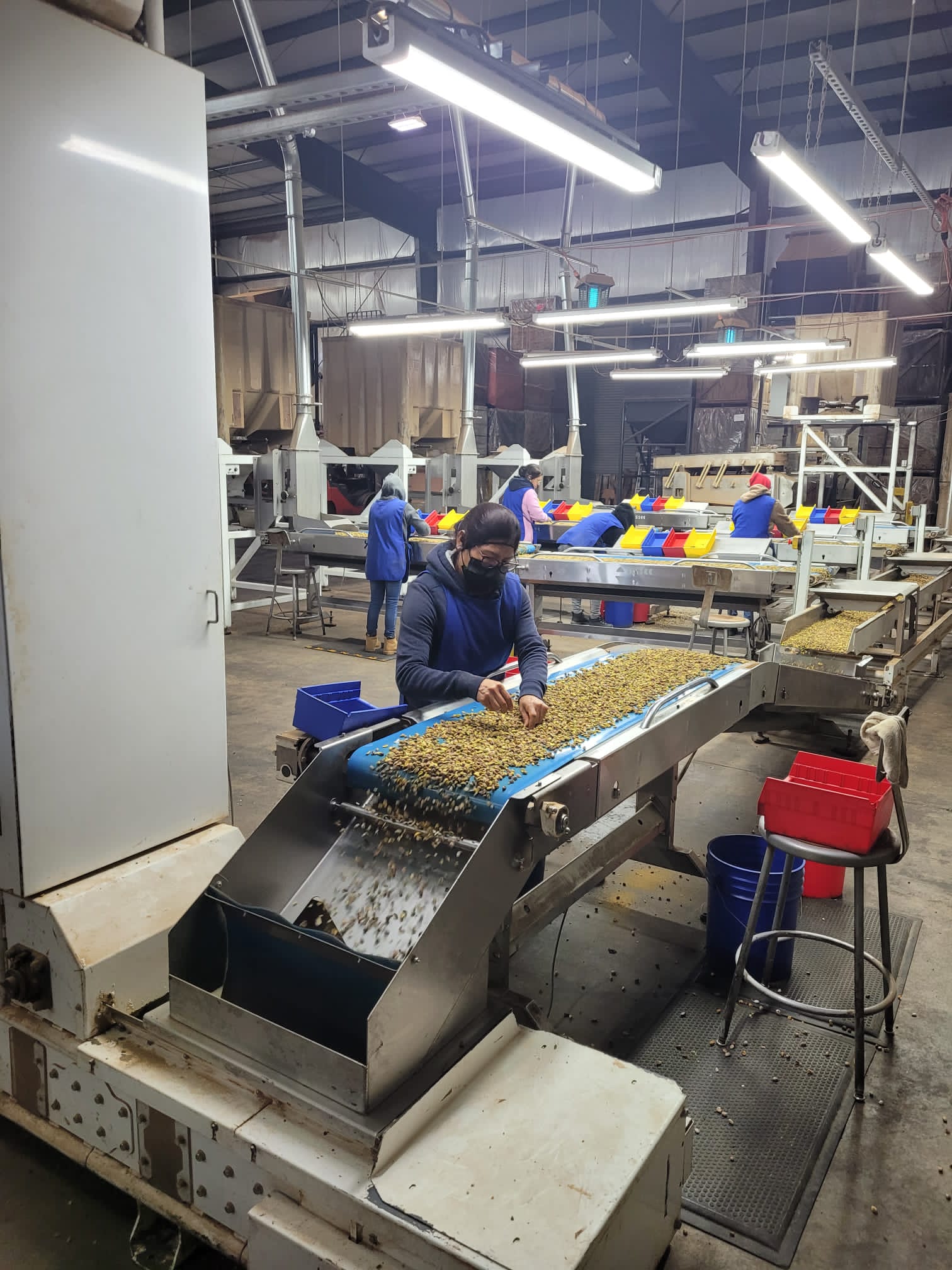Selezione e lavorazione in stabilimento